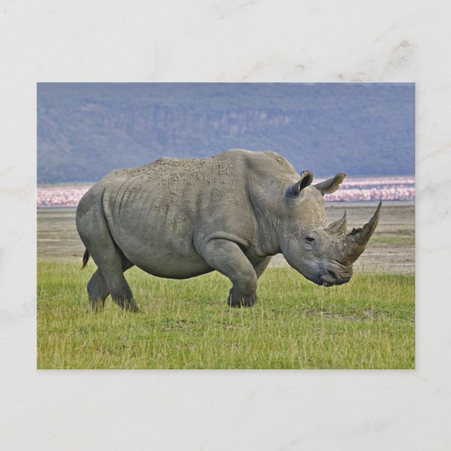 Weiße Rhinozeros und weit entfernte Flamingos, Postkarte (Vorderseite)