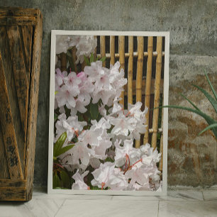 Weiße Rhododendron Blooms und Bambuszaun Blumen Fotodruck