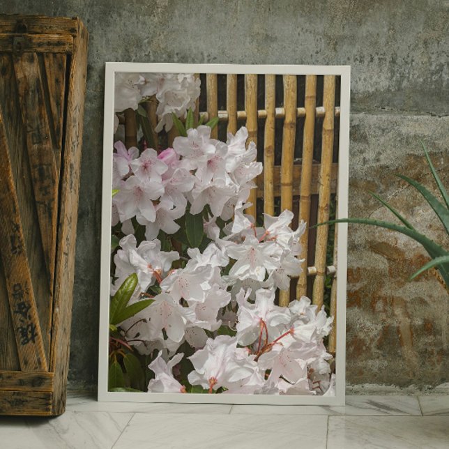 Weiße Rhododendron Blooms und Bambuszaun Blumen Fotodruck (In Situ (Framed))
