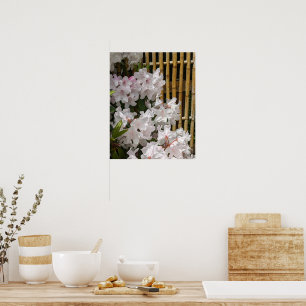 Weiße Rhododendron Blooms und Bambuszaun Blumen Poster