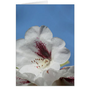 Weiße Rhododendron mit Burgunderrot