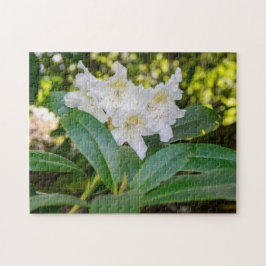 Weiße Rhododendronblüten, Allan Park, Norland