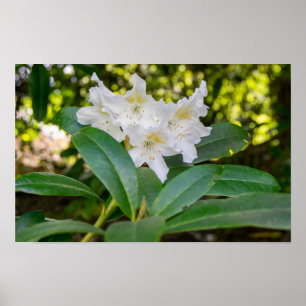Weiße Rhododendronblüten, Allan Park, Norland Poster