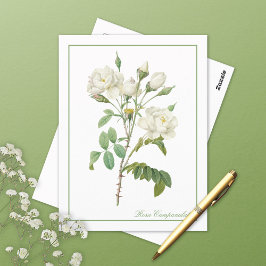 Weiße Rosa Campanulata Redoute Postkarte
