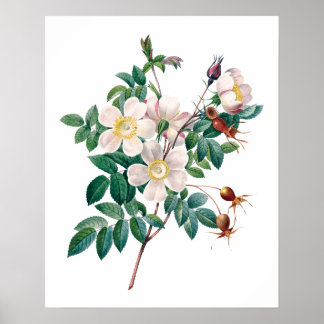 Weiße rosa Rosen Vintage Poster