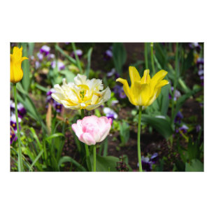 Weiße, rosa und gelbe Tulpen im Garten Fotodruck