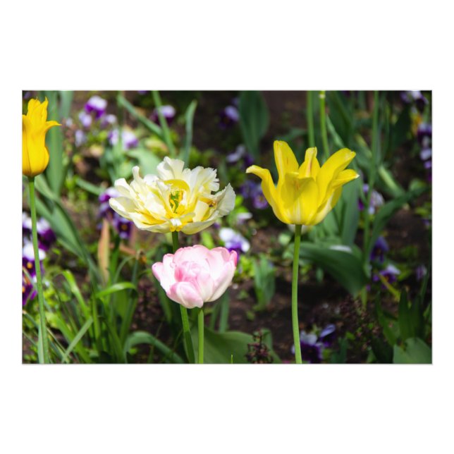 Weiße, rosa und gelbe Tulpen im Garten Fotodruck (Vorne)