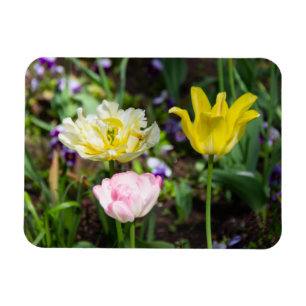 Weiße, rosa und gelbe Tulpen im Garten Magnet