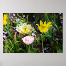 Weiße, rosa und gelbe Tulpen im Garten