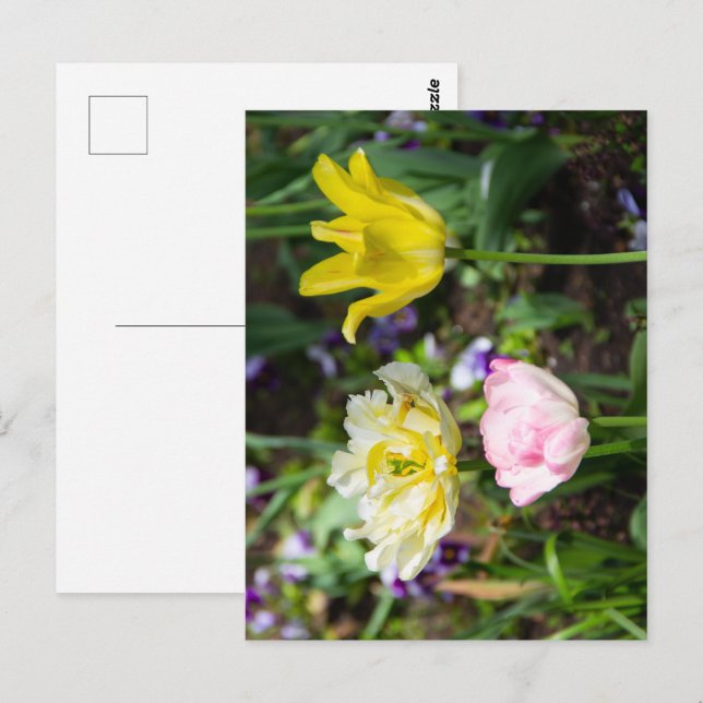 Weiße, rosa und gelbe Tulpen im Garten Postkarte (Vorne/Hinten)