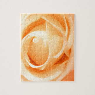 Weiße Rose