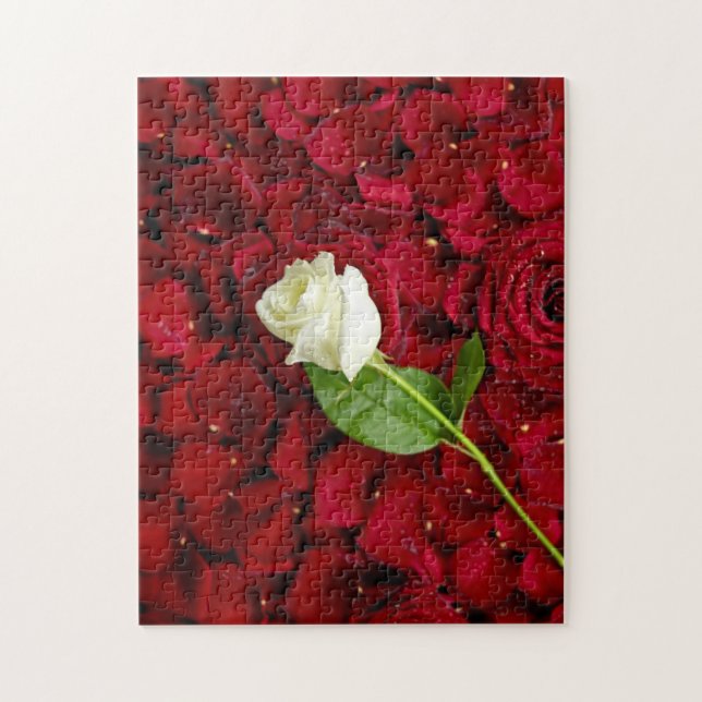 Weiße Rose auf roten Blumenblättern (Vertikal)