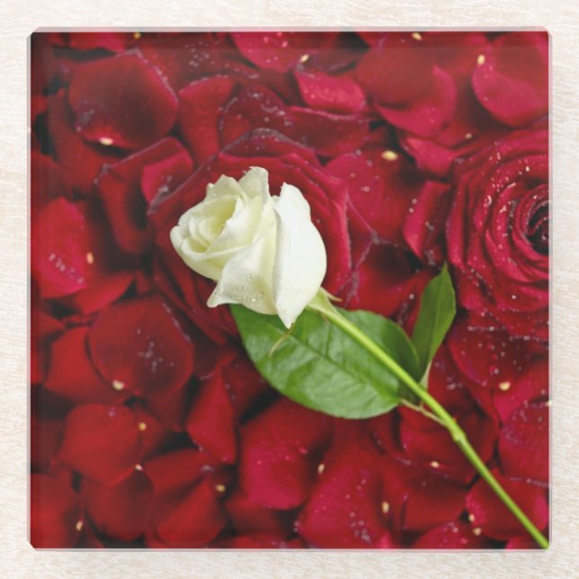 Weiße Rose auf roten Blumenblättern Glasuntersetzer (Vorderseite)