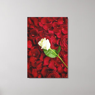 Weiße Rose auf roten Blumenblättern Leinwanddruck