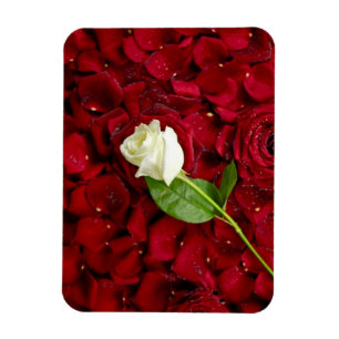 Weiße Rose auf roten Blumenblättern Magnet