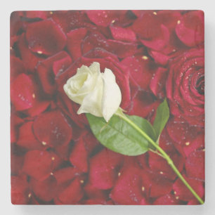 Weiße Rose auf roten Blumenblättern Steinuntersetzer