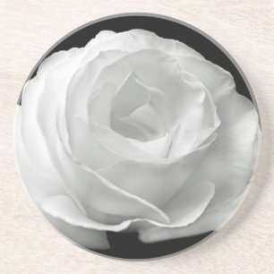 Weiße Rose blüht Blumen-Garten-FriedensLiebe-Kunst Untersetzer