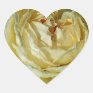 Weiße Rose, cremige Blume, elegantes Blumenherz Herz-Aufkleber