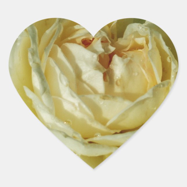 Weiße Rose, cremige Blume, elegantes Blumenherz Herz-Aufkleber (Vorderseite)