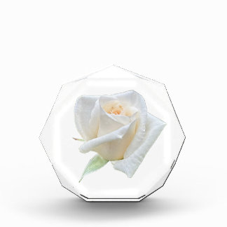 Weiße Rose Fotoblock