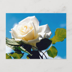 Weiße Rose - Leben feiern Postkarte