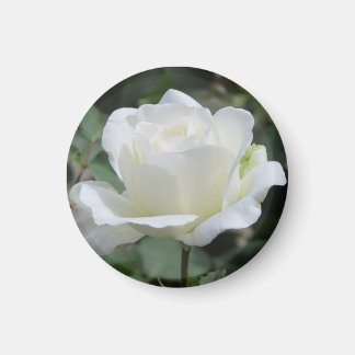 Weiße Rose Magnet