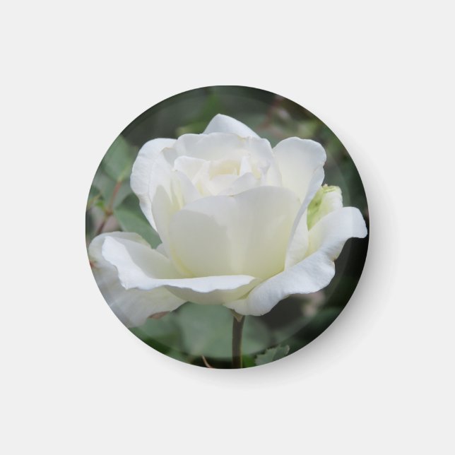 Weiße Rose Magnet (Vorne)