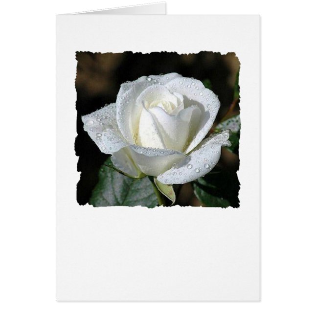 Weiße Rose mit Dew (Vorne)