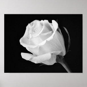 Weiße Rose Schwarze und Weiße Fotokunst Druck Poster