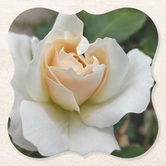 Weiße Rose Untersetzer (Vorderseite)