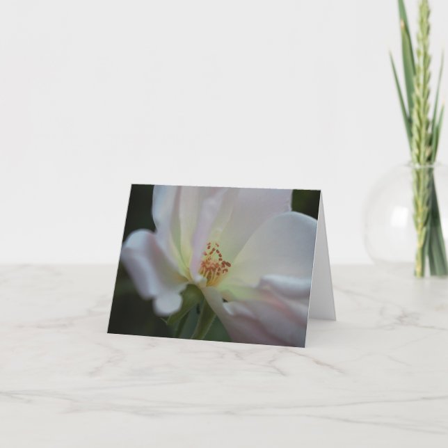 Weiße Rosen-Anmerkungs-Karte Dankeskarte (Vorderseite)