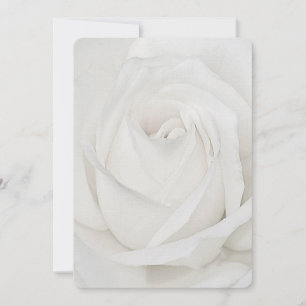 weiße Rosen-Blumenblätter Mitteilungskarte