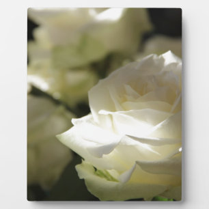 Weiße Rosen-Blumenblüten-Schicksals-Gärten Fotoplatte