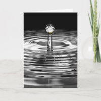Weiße Rosen im Wassertropfen