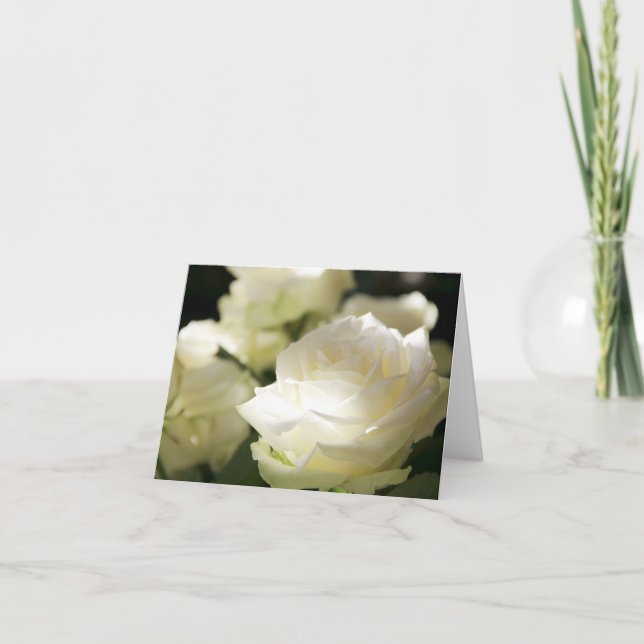Weiße Rosen in der Sonnenlicht-Blankenkarte Karte (Vorderseite)