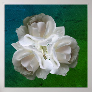 Weiße Rosen mit Regentropfen Strauß Poster
