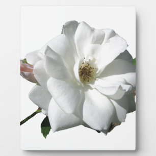 Weiße Rosen Party Dusche Hochzeit Blüten Schicksal Fotoplatte