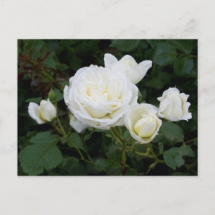 Weiße Rosen Postkarte