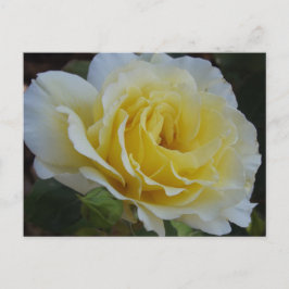 Weiße Rosen Postkarte