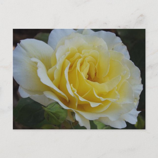 Weiße Rosen Postkarte (Vorderseite)