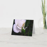 Weiße Rosen-und Rosen-Knospen-Anmerkungs-Karte