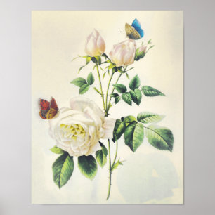 Weiße Rosen und Schmetterlinge von Pierre Redoute Poster