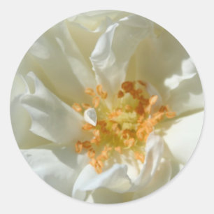 Weiße Rosen und Sonne - Aufkleber