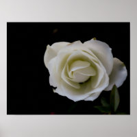 Weiße Rosenblüte auf schwarzem Hintergrund