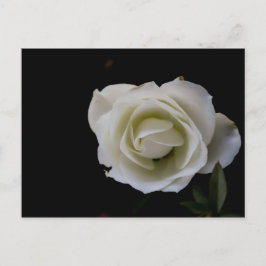 Weiße Rosenblüte auf schwarzem Hintergrund Postkarte