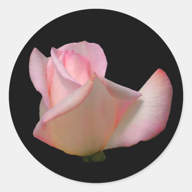 Weiße Rosenknospe-Blume Runder Aufkleber (Vorderseite)