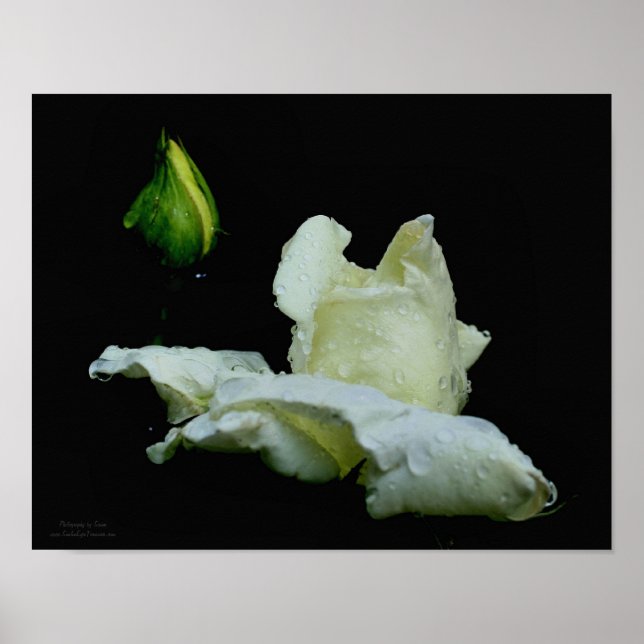 Weiße Rosenknospe mit Raindrops-Blume Poster (Vorne)