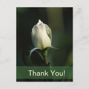 Weiße Rosenknospe Postkarte