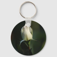 Weiße Rosenknospe
