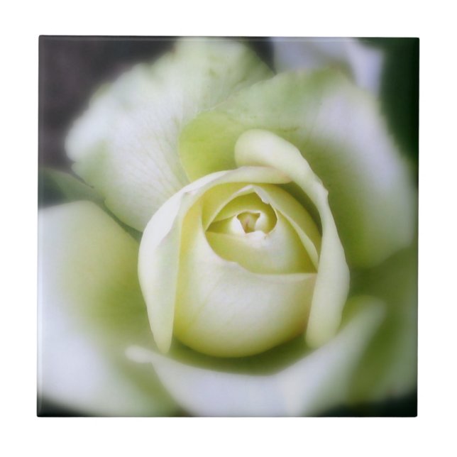 Weiße Rosensoft Focus Keramik Tile Fliese (Vorderseite)